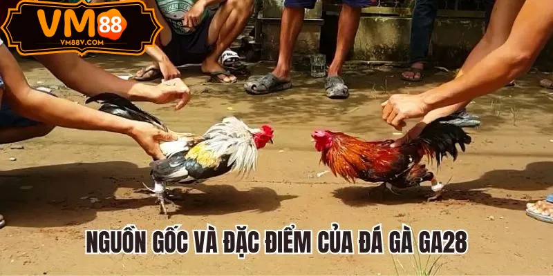 Sảnh Đá Gà GA28 - Trực Tiếp Gà Tre Cựa Dao Tại VM88 Sảnh Đá Gà GA28 Cựa Dao Thomo