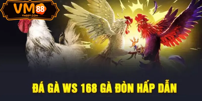 Sảnh Đá Gà WS168 - Đấu Trường Gà Cựa Sắt Hấp Dẫn Điểm hấp dẫn nổi bật của Đá Gà WS168